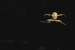 létavka černoblaná2.jpg
